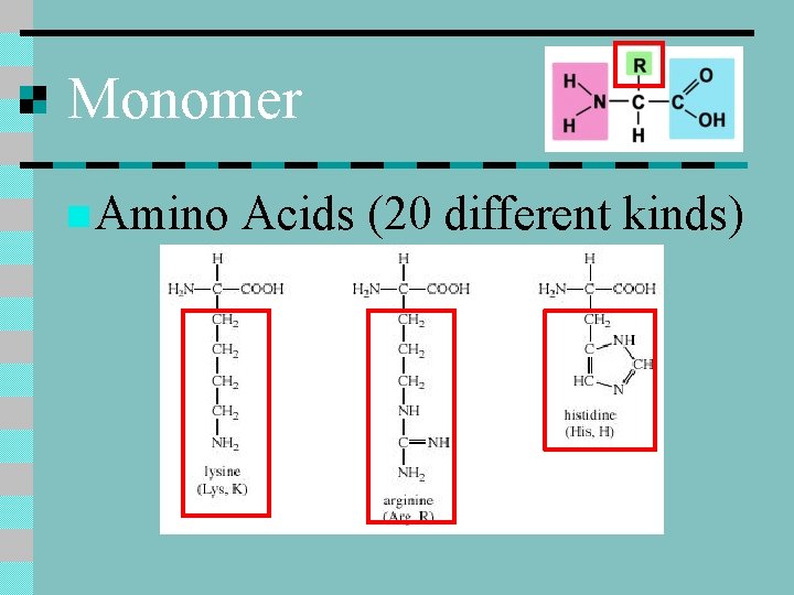 Monomer n Amino Acids (20 different kinds) 