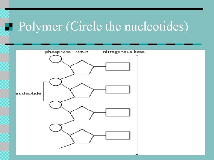 Polymer (Circle the nucleotides) 