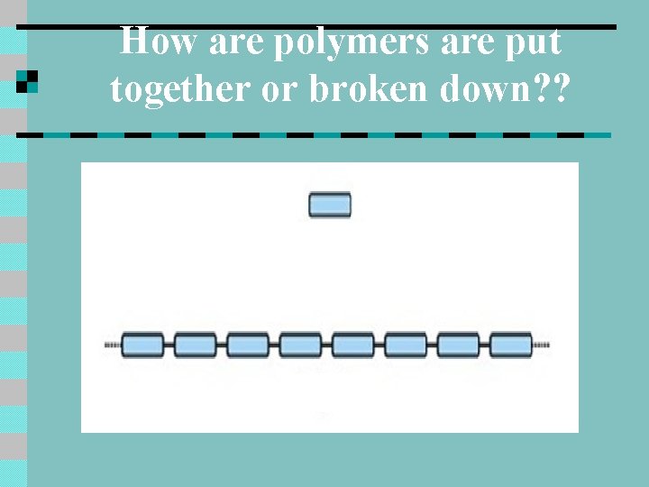 How are polymers are put together or broken down? ? 