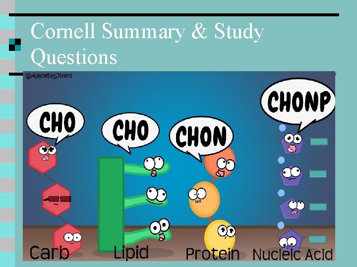 Cornell Summary & Study Questions 