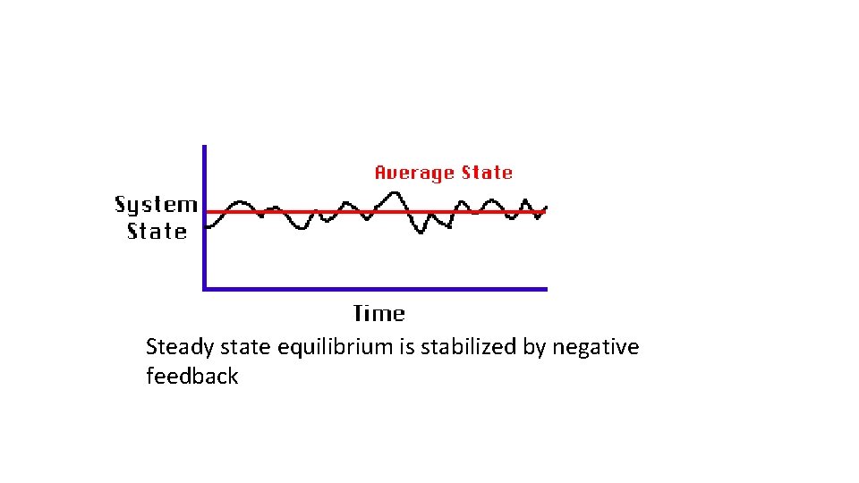 Steady state equilibrium is stabilized by negative feedback 