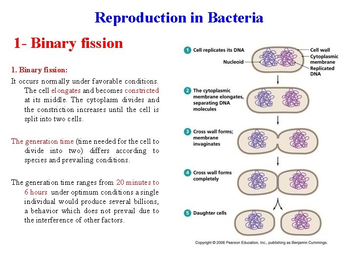 Reproduction in Bacteria 1 - Binary fission 1. Binary fission: It occurs normally under