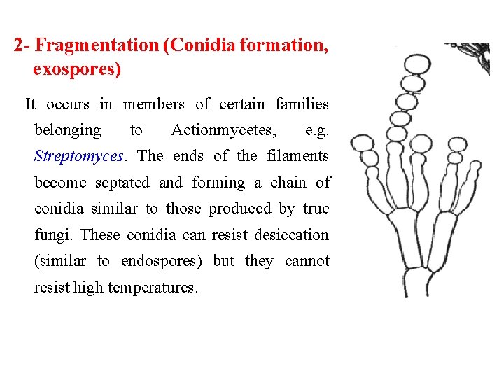 2 - Fragmentation (Conidia formation, exospores) It occurs in members of certain families belonging