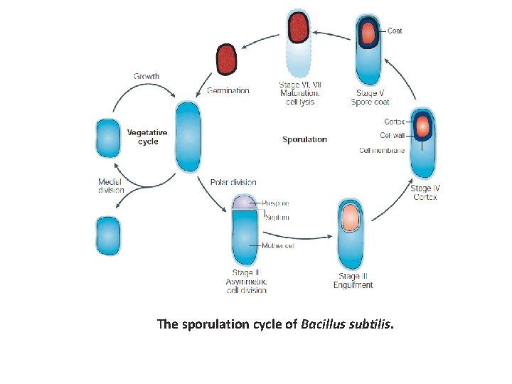 The sporulation cycle of Bacillus subtilis. 