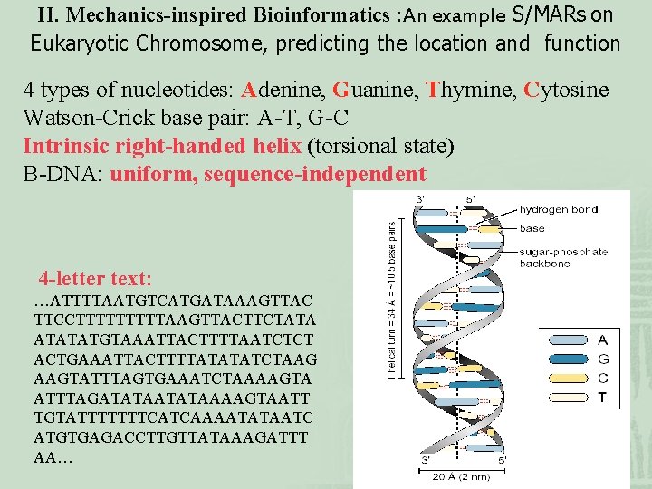 II. Mechanics-inspired Bioinformatics : An example S/MARs on Eukaryotic Chromosome, predicting the location and