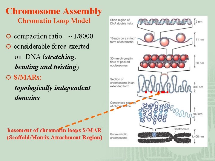 Chromosome Assembly Chromatin Loop Model ¡ compaction ratio: ~ 1/8000 ¡ considerable force exerted