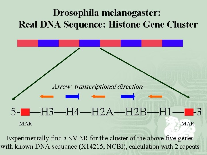 Drosophila melanogaster: Real DNA Sequence: Histone Gene Cluster Arrow: transcriptional direction 5 - —H