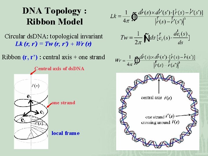 DNA Topology : Ribbon Model Circular ds. DNA: topological invariant Lk (r, r’) =