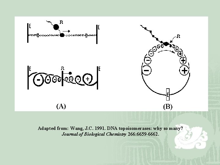 Adapted from: Wang, J. C. 1991. DNA topoisomerases: why so many? Journal of Biological