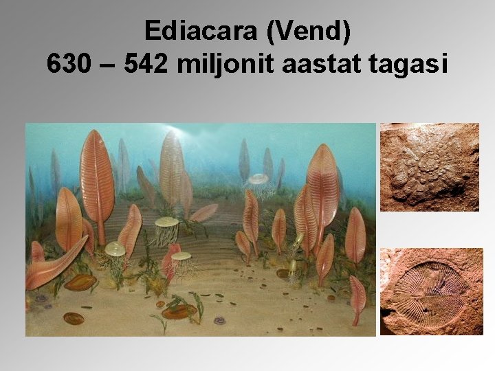 Ediacara (Vend) 630 – 542 miljonit aastat tagasi 