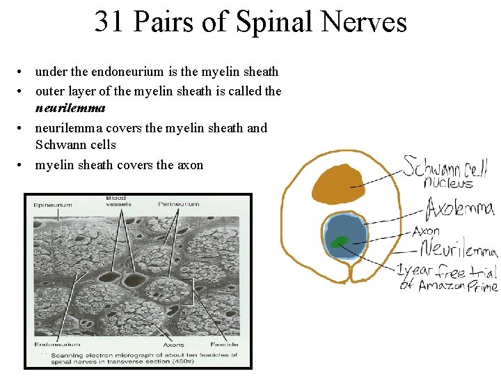 31 Pairs of Spinal Nerves • under the endoneurium is the myelin sheath •