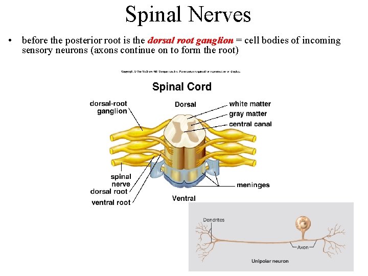 Spinal Nerves • before the posterior root is the dorsal root ganglion = cell