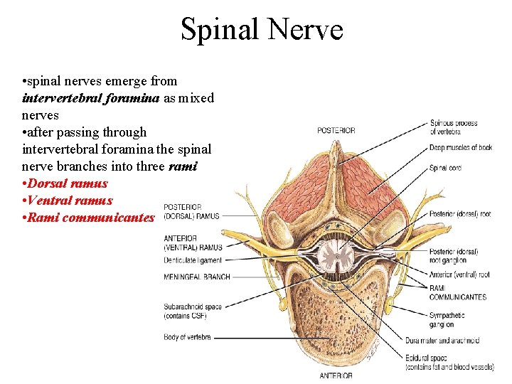 Spinal Nerve • spinal nerves emerge from intervertebral foramina as mixed nerves • after