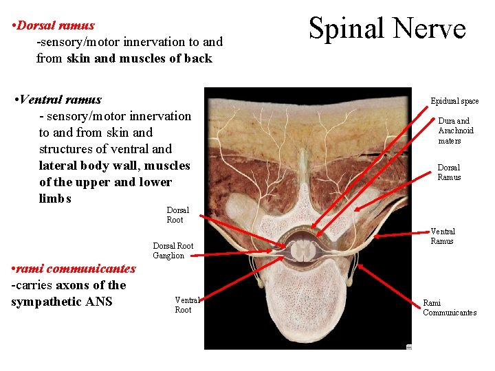  • Dorsal ramus -sensory/motor innervation to and from skin and muscles of back
