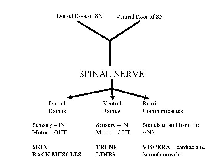 Dorsal Root of SN Ventral Root of SN SPINAL NERVE Dorsal Ramus Ventral Ramus