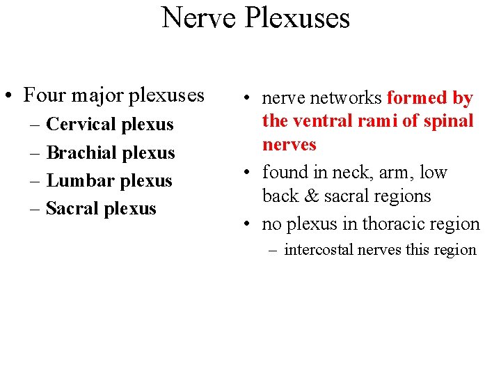 Nerve Plexuses • Four major plexuses – Cervical plexus – Brachial plexus – Lumbar