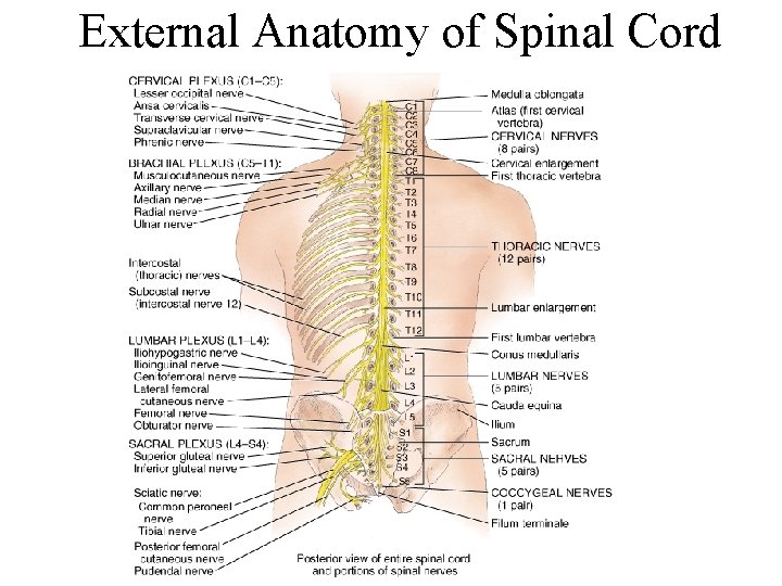 External Anatomy of Spinal Cord 