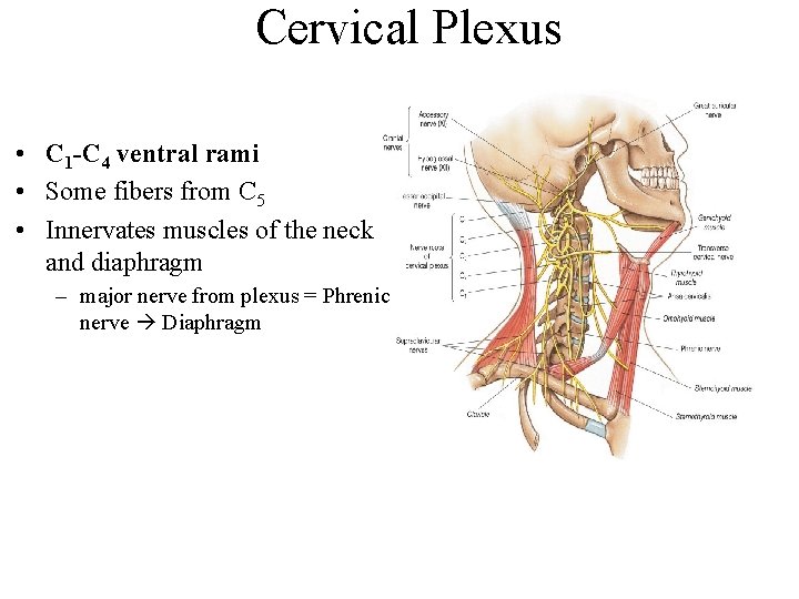 Cervical Plexus • C 1 -C 4 ventral rami • Some fibers from C