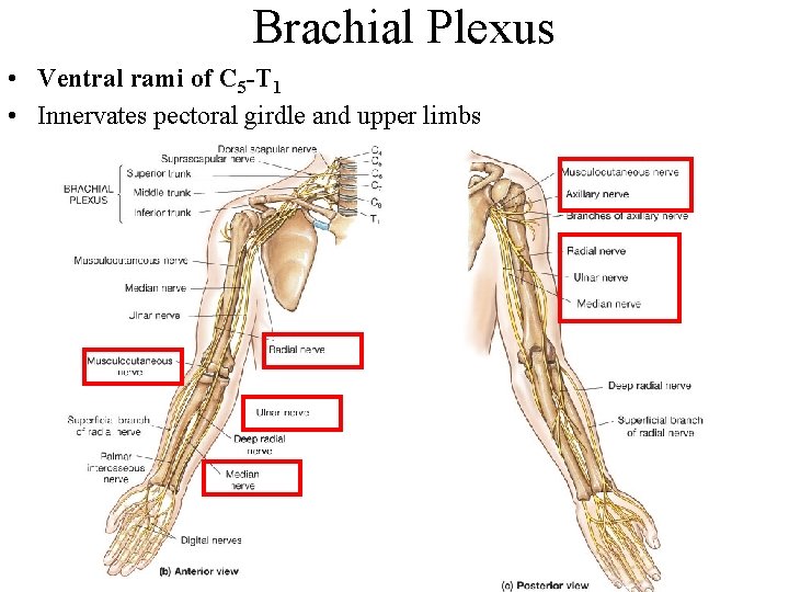 Brachial Plexus • Ventral rami of C 5 -T 1 • Innervates pectoral girdle