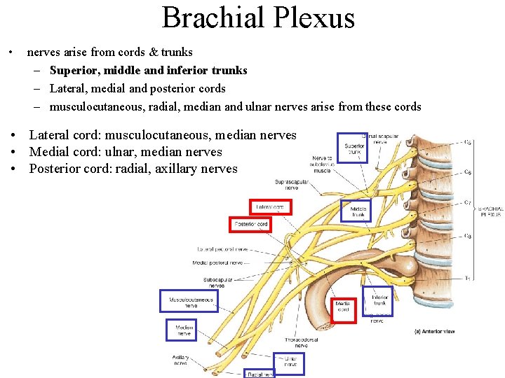 Brachial Plexus • nerves arise from cords & trunks – Superior, middle and inferior