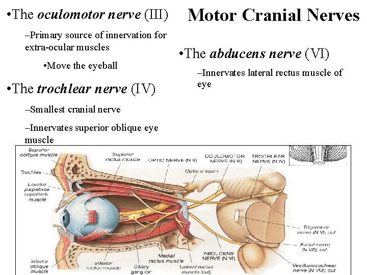  • The oculomotor nerve (III) –Primary source of innervation for extra-ocular muscles •
