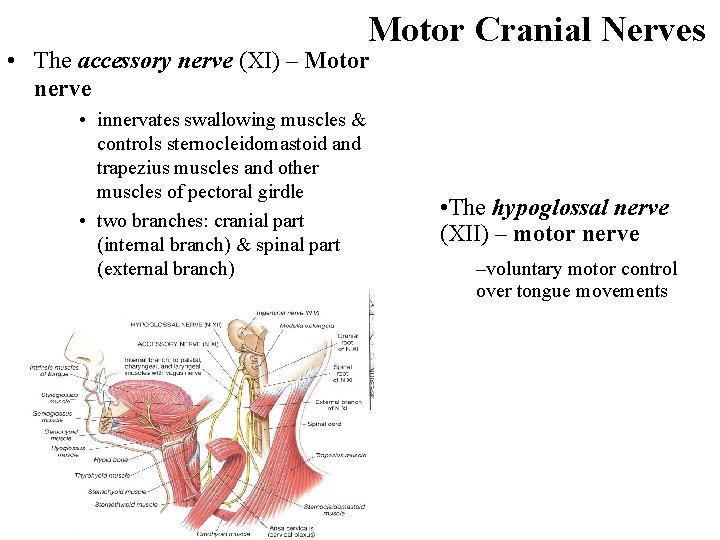 Motor Cranial Nerves • The accessory nerve (XI) – Motor nerve • innervates swallowing