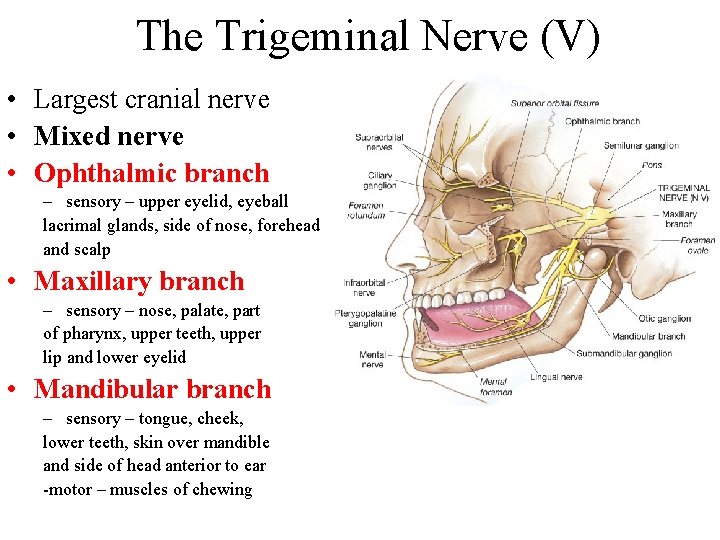 The Trigeminal Nerve (V) • Largest cranial nerve • Mixed nerve • Ophthalmic branch