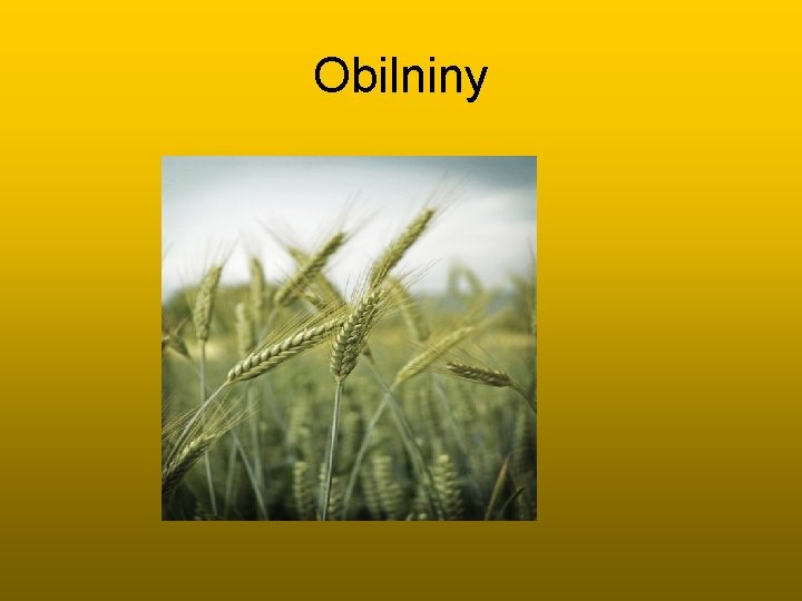 Obilniny 