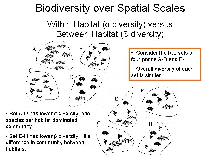 Biodiversity over Spatial Scales Within-Habitat (α diversity) versus Between-Habitat (β-diversity) • Consider the two