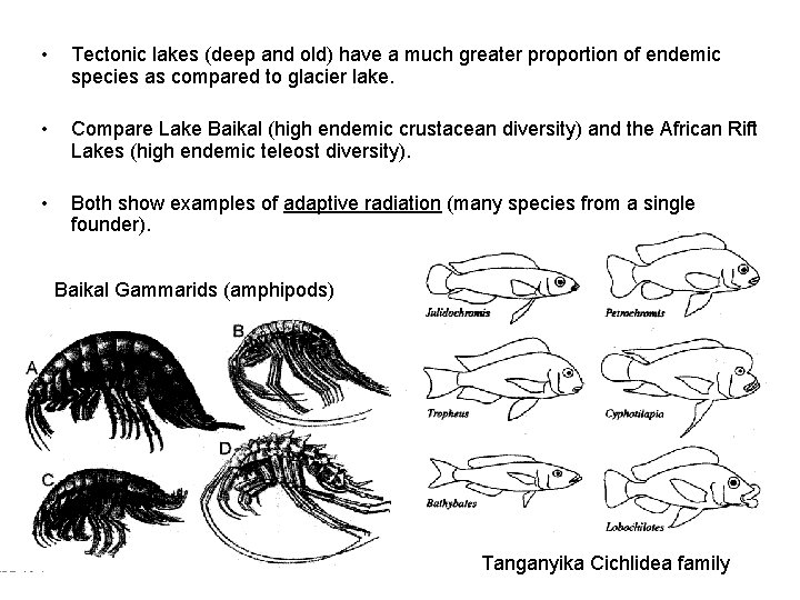  • Tectonic lakes (deep and old) have a much greater proportion of endemic