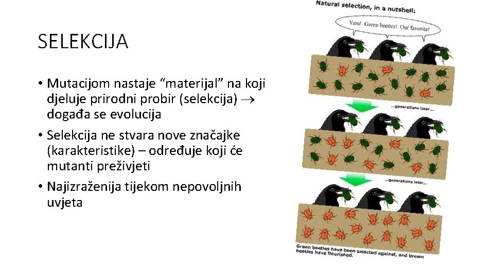 SELEKCIJA • Mutacijom nastaje “materijal” na koji djeluje prirodni probir (selekcija) događa se evolucija