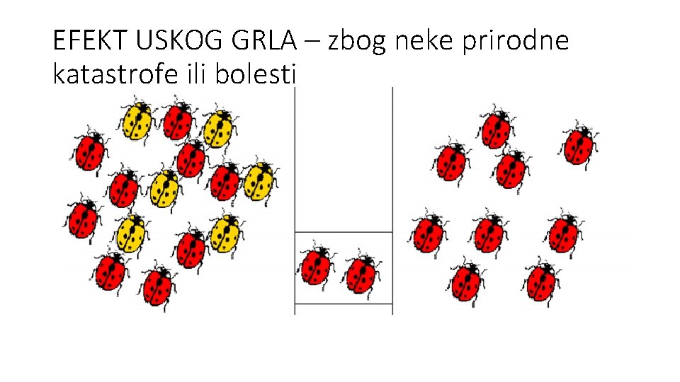 EFEKT USKOG GRLA – zbog neke prirodne katastrofe ili bolesti 