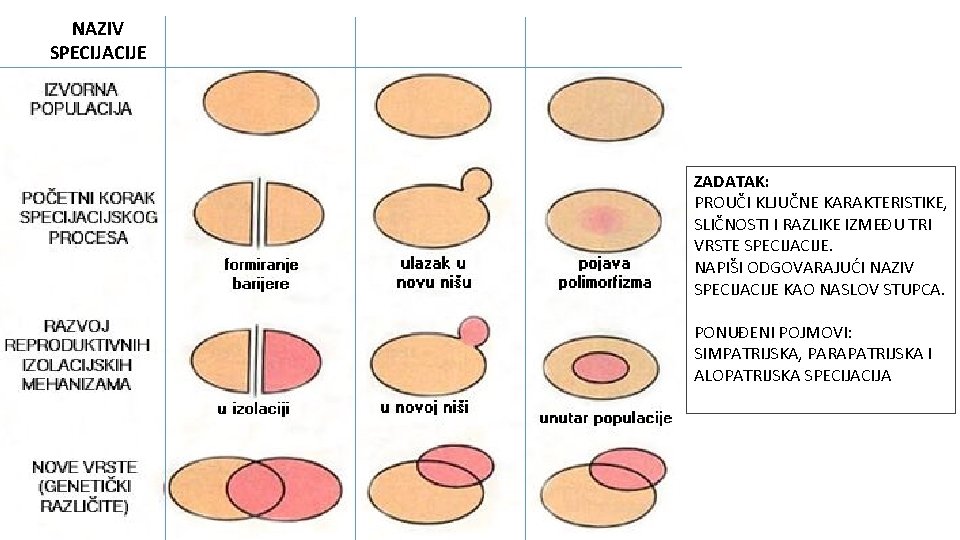 NAZIV SPECIJACIJE ZADATAK: PROUČI KLJUČNE KARAKTERISTIKE, SLIČNOSTI I RAZLIKE IZMEĐU TRI VRSTE SPECIJACIJE. NAPIŠI