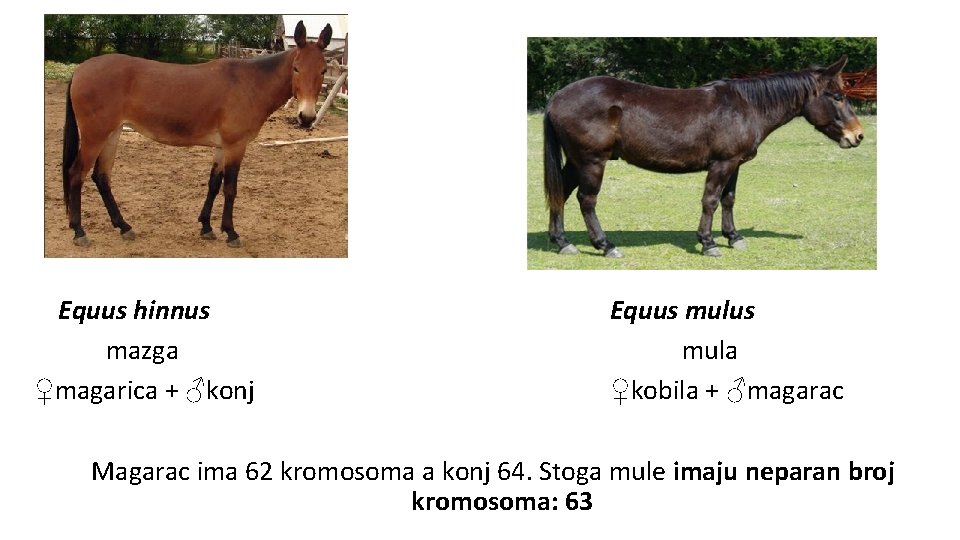 Equus hinnus mazga ♀magarica + ♂konj Equus mula ♀kobila + ♂magarac Magarac ima 62