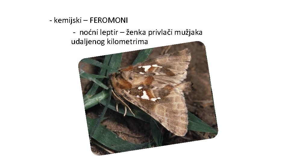 - kemijski – FEROMONI - noćni leptir – ženka privlači mužjaka udaljenog kilometrima 
