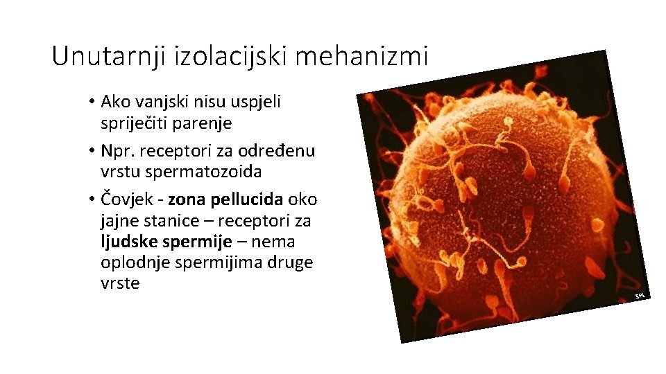 Unutarnji izolacijski mehanizmi • Ako vanjski nisu uspjeli spriječiti parenje • Npr. receptori za