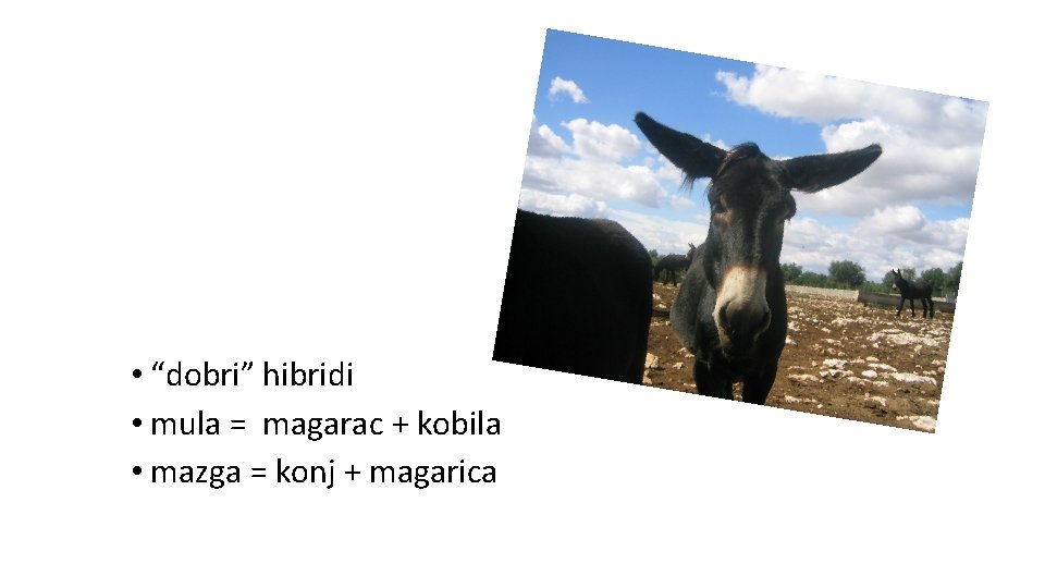  • “dobri” hibridi • mula = magarac + kobila • mazga = konj