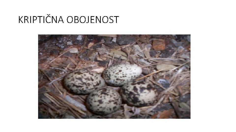 KRIPTIČNA OBOJENOST 