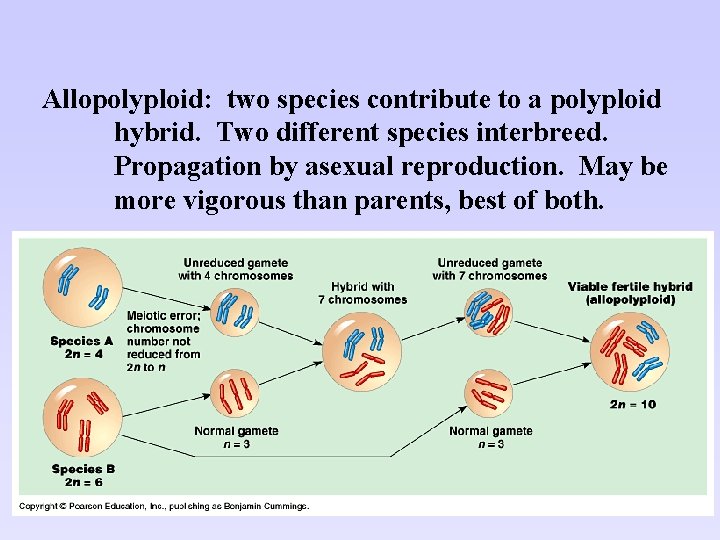 Allopolyploid: two species contribute to a polyploid hybrid. Two different species interbreed. Propagation by