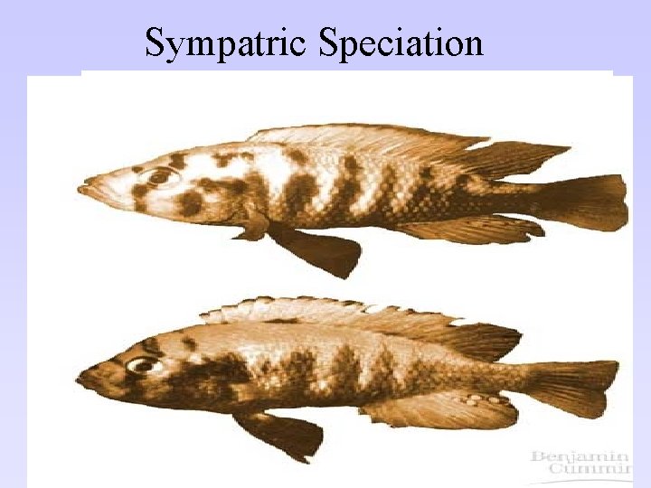 Sympatric Speciation • Reproductive Isolation • Different Figs, different wasps • Monkey & Fig