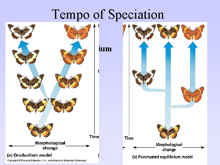 Tempo of Speciation • Punctuated Equilibrium • Abrupt changes • Period of stasis • Tempo of Speciation • Punctuated Equilibrium • Abrupt changes • Period of stasis •