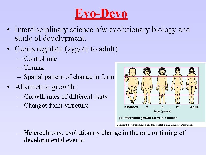 Evo-Devo • Interdisciplinary science b/w evolutionary biology and study of development. • Genes regulate
