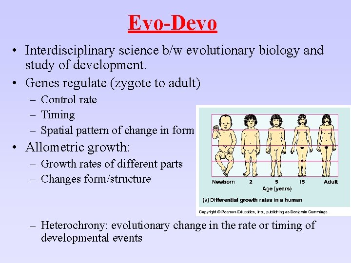 Evo-Devo • Interdisciplinary science b/w evolutionary biology and study of development. • Genes regulate Evo-Devo • Interdisciplinary science b/w evolutionary biology and study of development. • Genes regulate