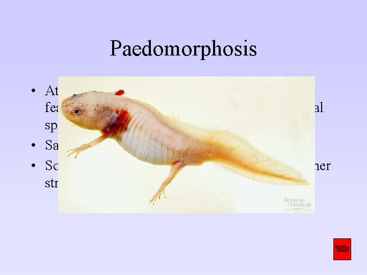 Paedomorphosis • At sexual maturity, species may retain body features that were juvenile structures Paedomorphosis • At sexual maturity, species may retain body features that were juvenile structures