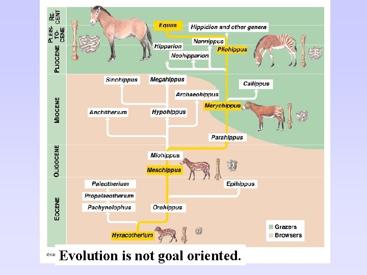 Evolution is not goal oriented. Evolution is not goal oriented.