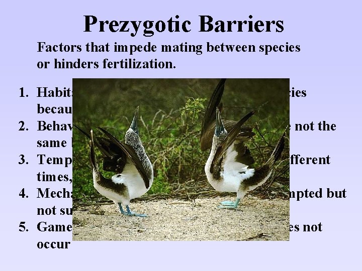 Prezygotic Barriers Factors that impede mating between species or hinders fertilization. 1. Habitat Isolation: