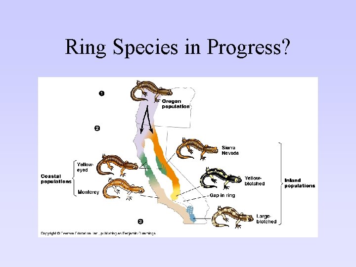 Ring Species in Progress? Ring Species in Progress?