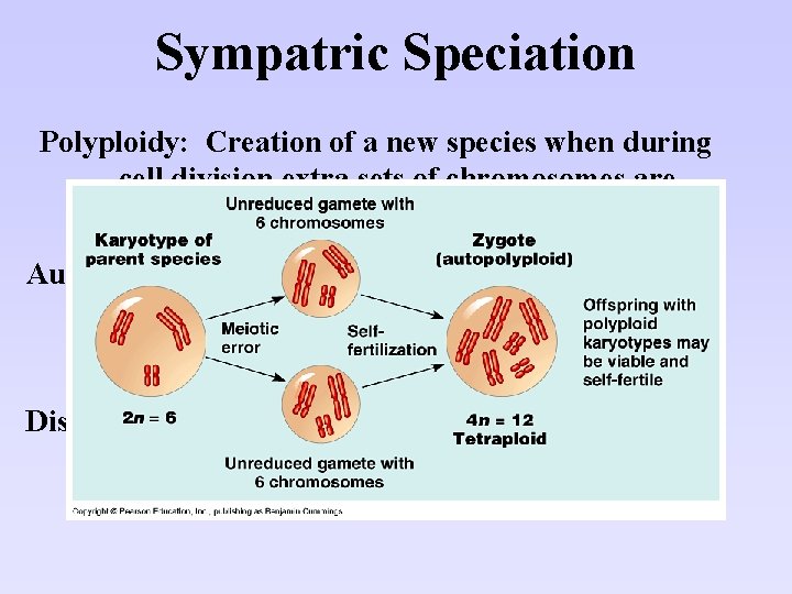 Sympatric Speciation Polyploidy: Creation of a new species when during cell division extra sets