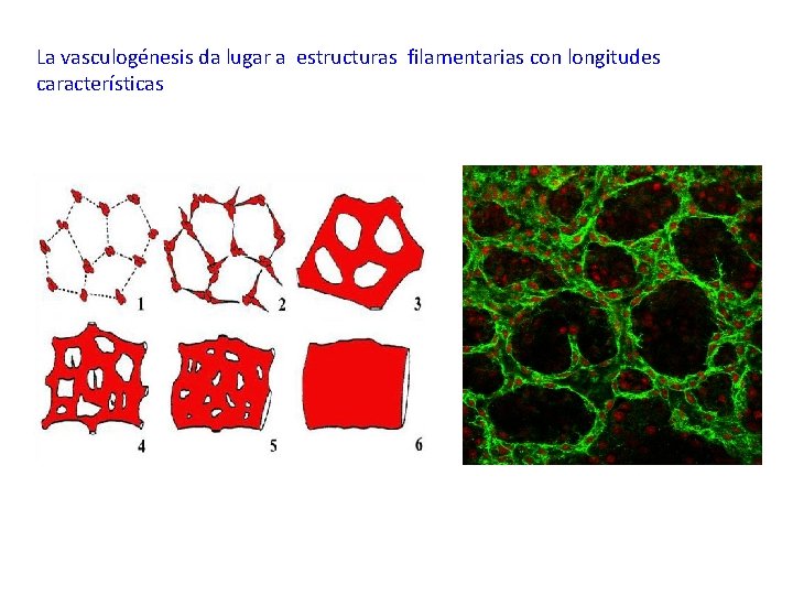 La vasculogénesis da lugar a estructuras filamentarias con longitudes características 