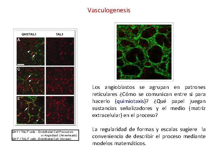 Vasculogenesis Los angioblastos se agrupan en patrones reticulares ¿Cómo se comunican entre si para